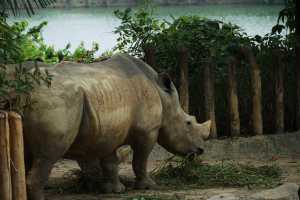WHITE-RHINOCEROS (12)